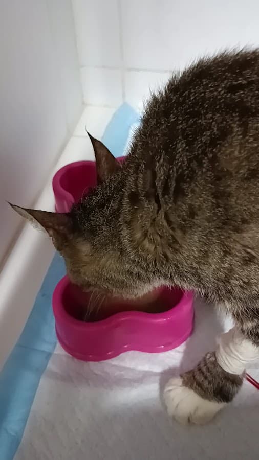 Clínica Veterinaria del Norte — foto