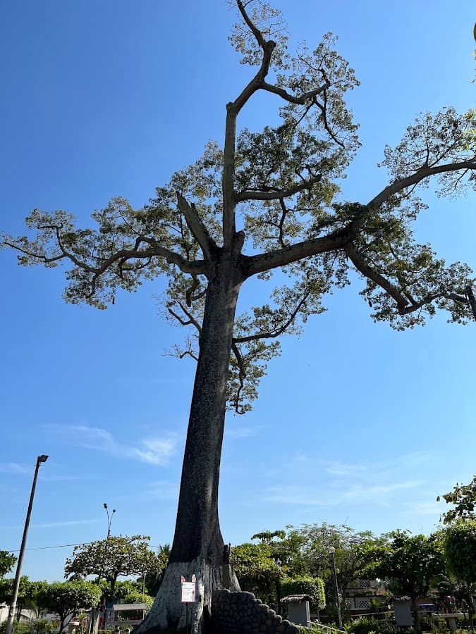 Arbol de la Lupuna