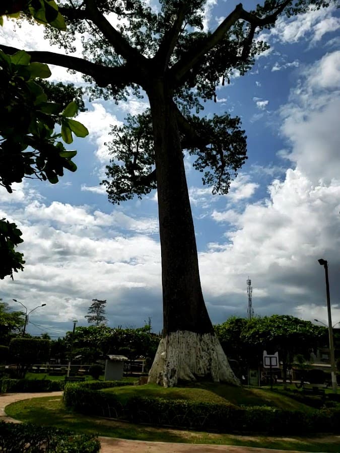 Arbol de la Lupuna — foto