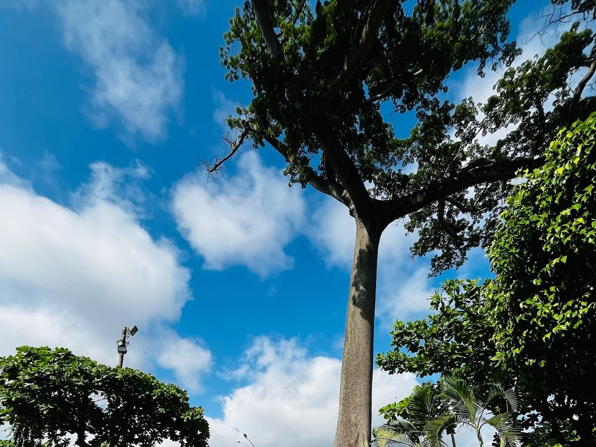 Arbol de la Lupuna — foto