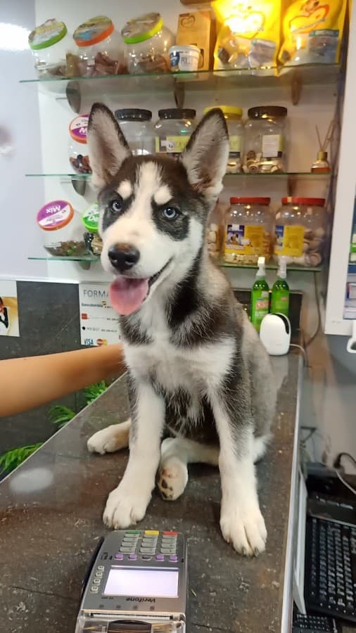 DROMASCOTAS VETERINARIA — foto