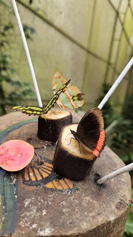Andoke Mariposario y Centro de Ciencias — foto