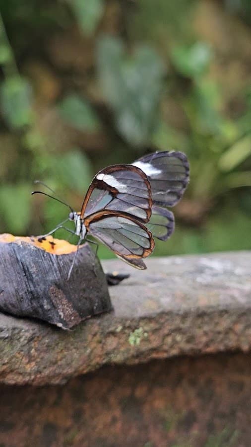 Andoke Mariposario y Centro de Ciencias — foto