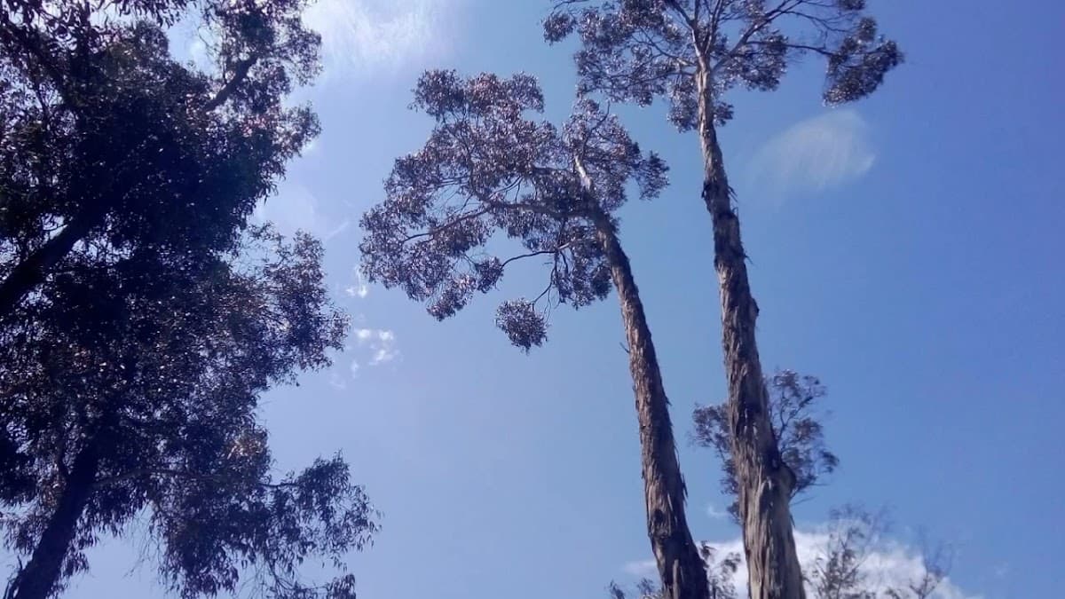 Parque Timiza — foto