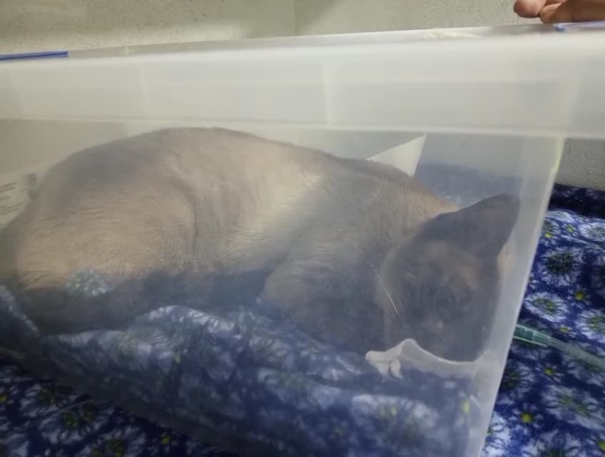 Betel Clínica de Especialidades Veterinarias SAS — foto