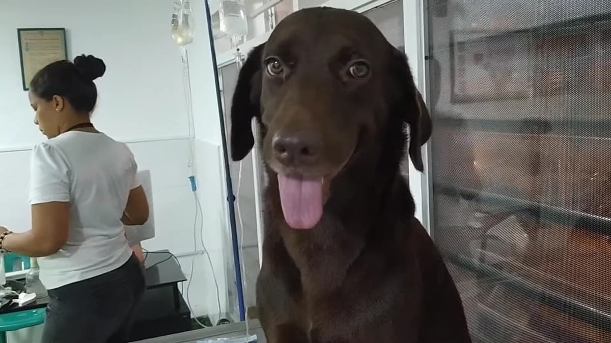 U M V Profesionales Al Cuidado De Su Mascota S.A.S — foto
