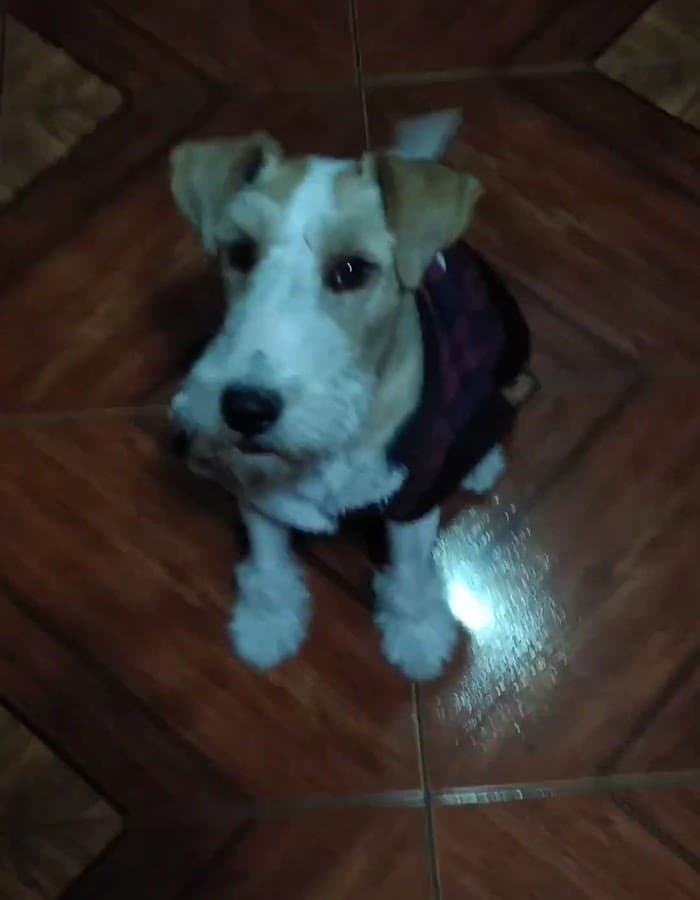 Veterinaria Arequipa — foto