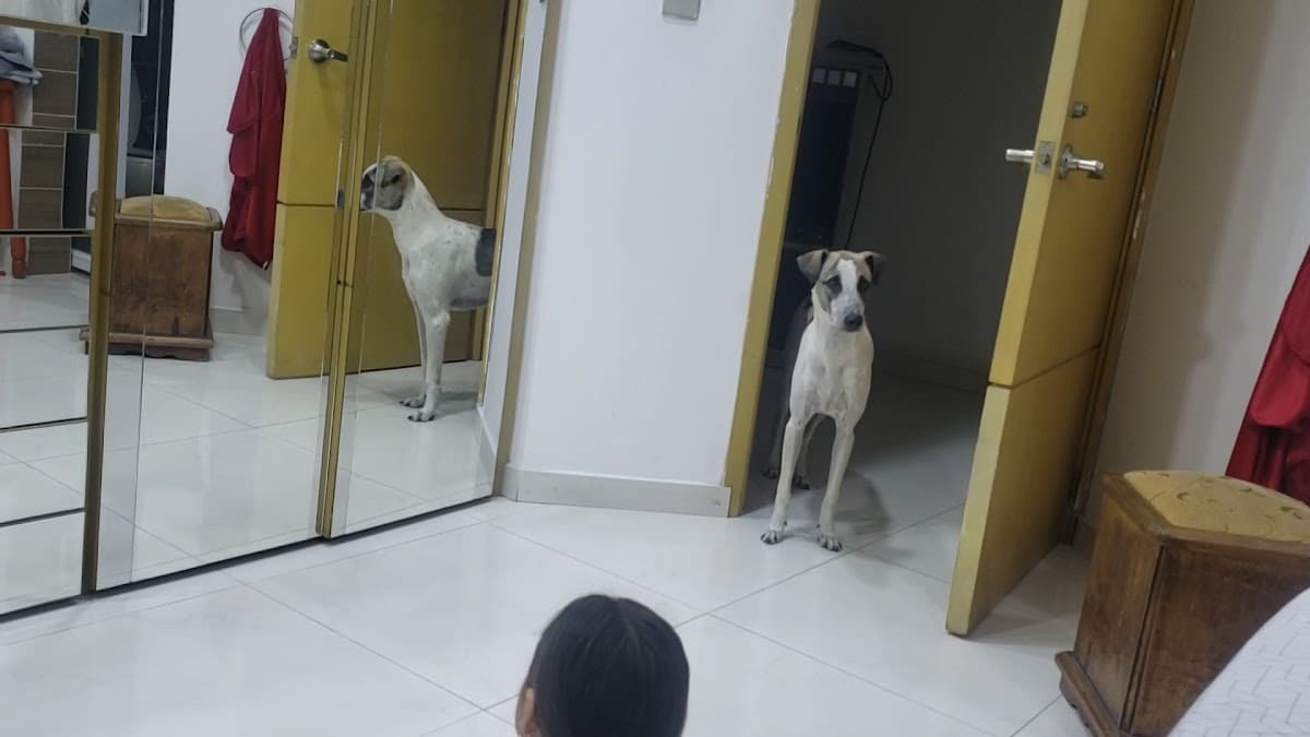 Hospital Veterinario San Rafael — foto