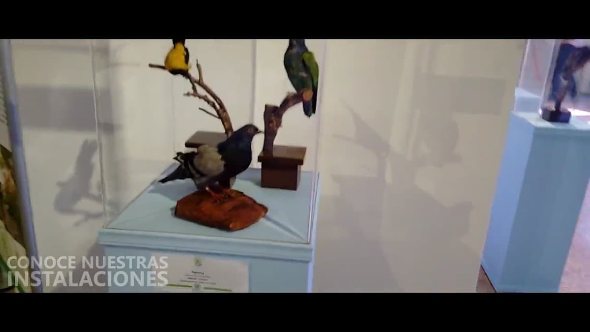 Museo Departamental de Ciencias Naturales Federico Carlos Lehmann Valencia — foto