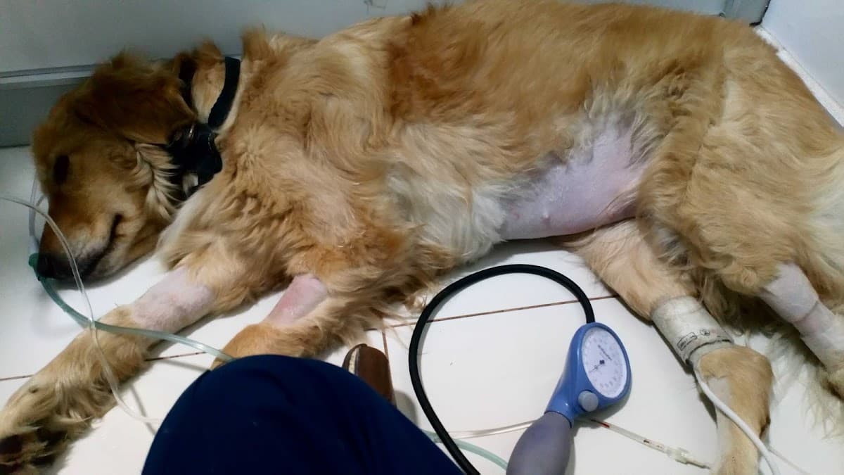 CIMVET - Veterinaria — foto