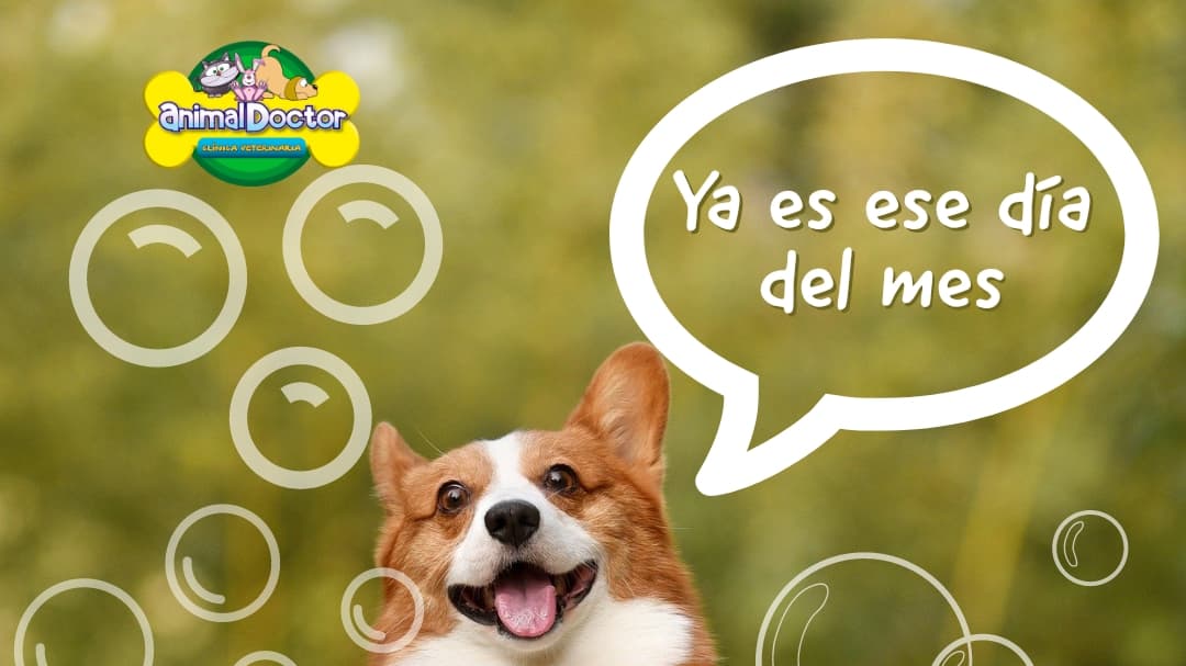 Clínica veterinaria Animal Vets — foto