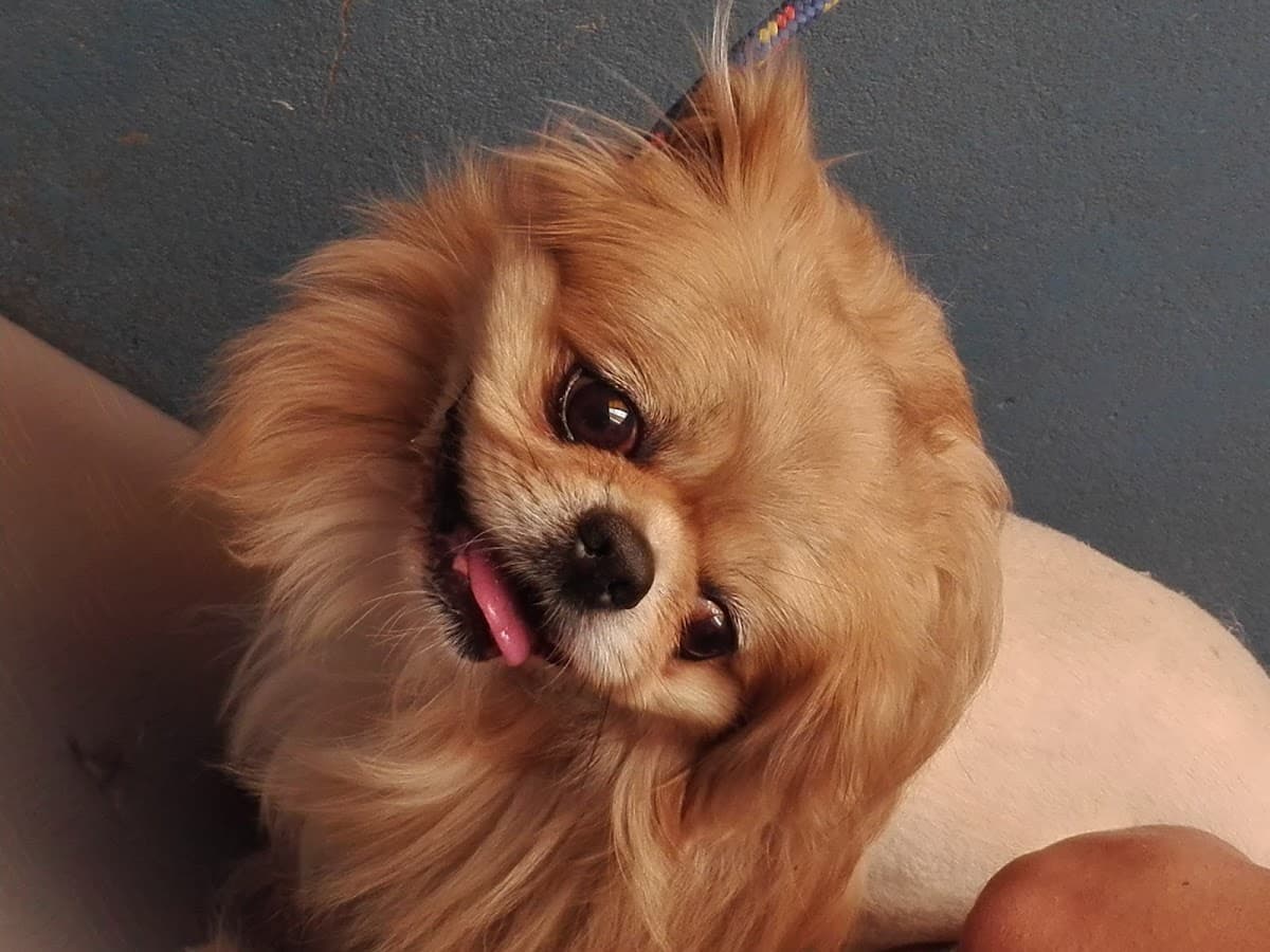 Clínica Veterinaria Dogtor Walter — foto