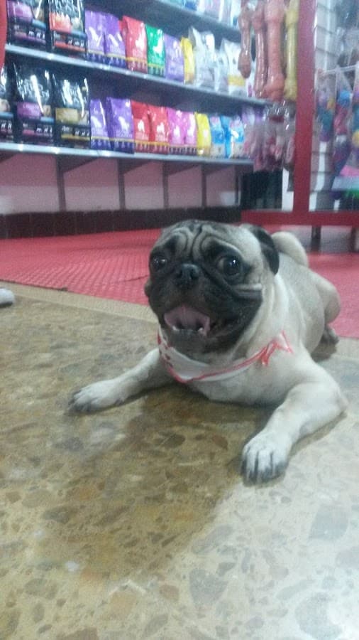 Clinica Veterinaria Monica villegas