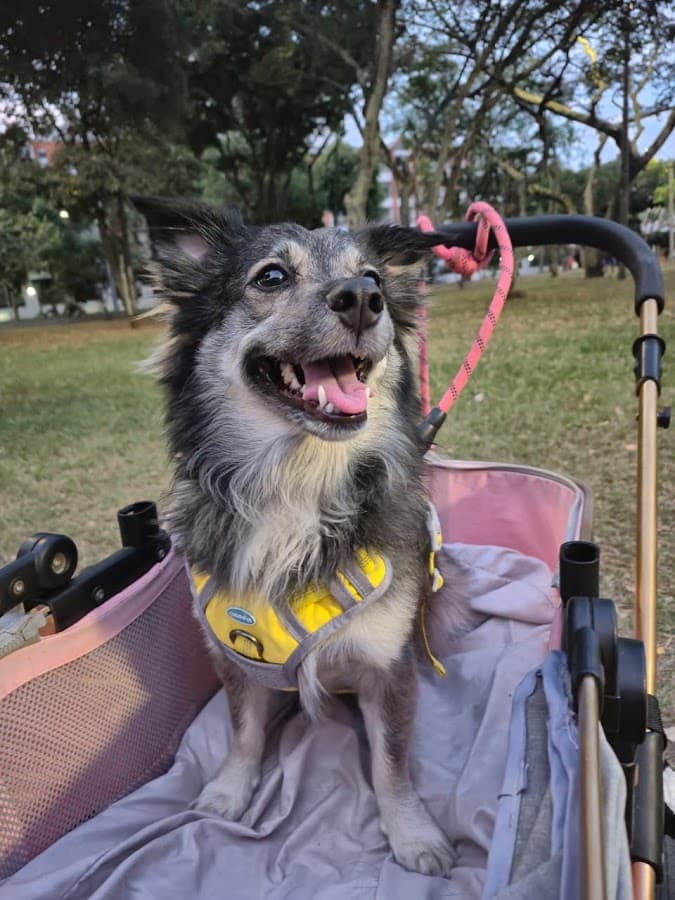 Clínica veterinaria Como Reyes 24 horas — foto