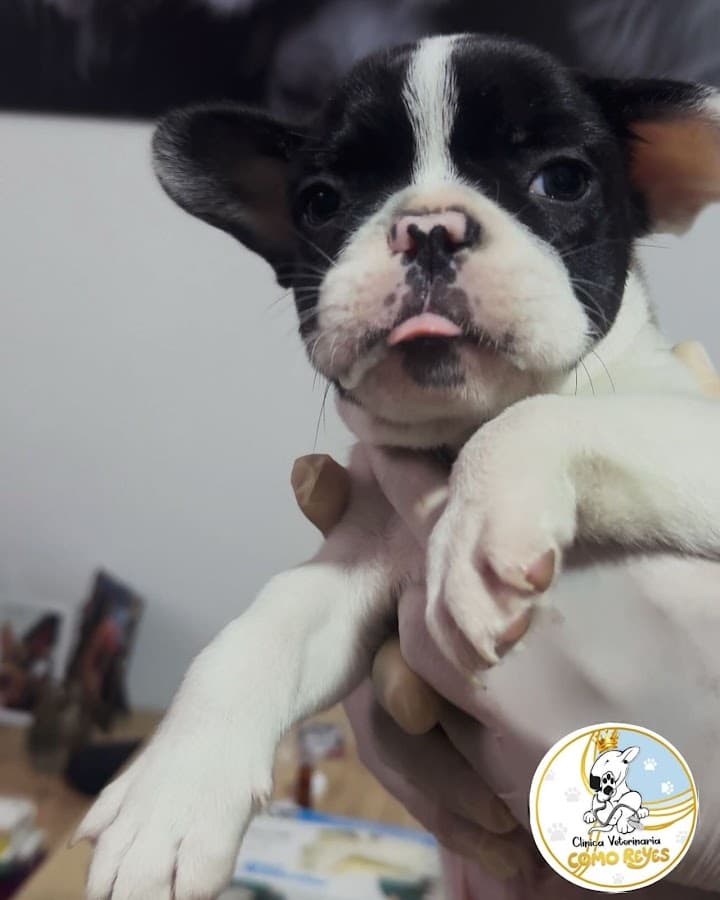 Clínica veterinaria Como Reyes 24 horas — foto
