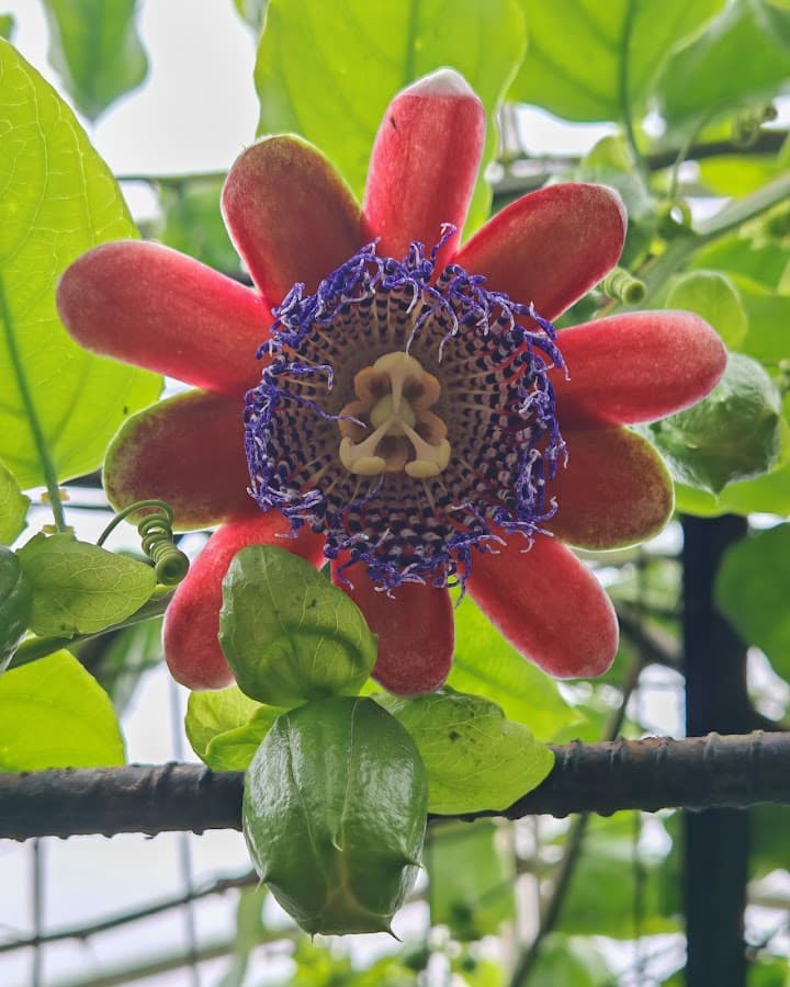 Recinto del Pensamiento — foto