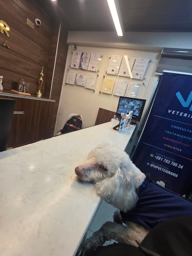Veterinaria VIP — foto
