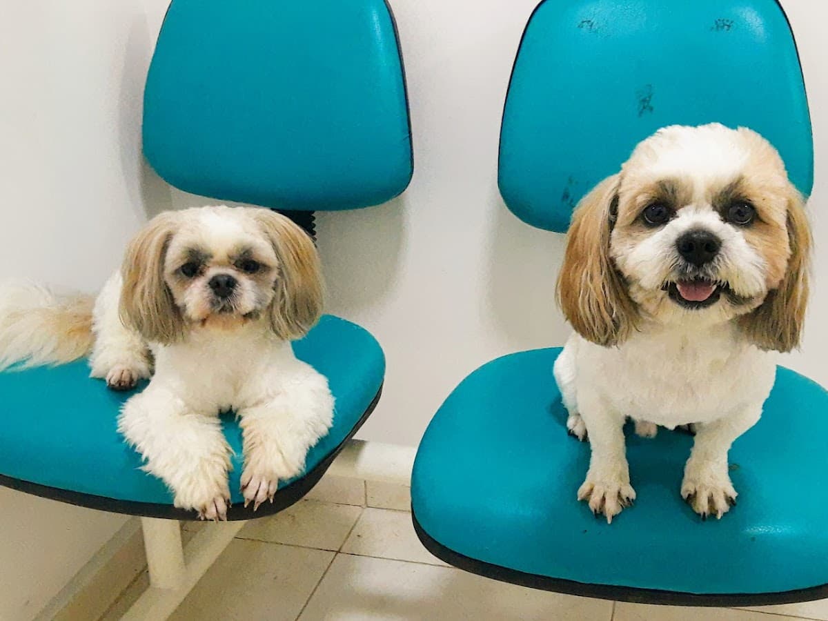 Para tu mascota — foto