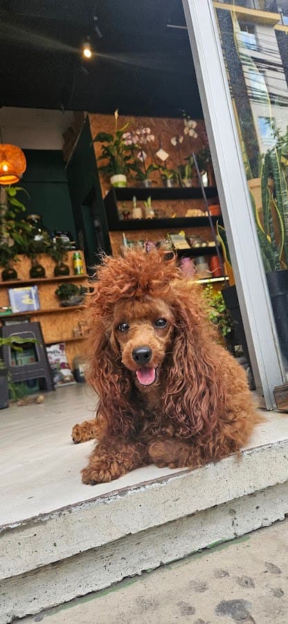 La Casona Clínica Veterinaria — foto