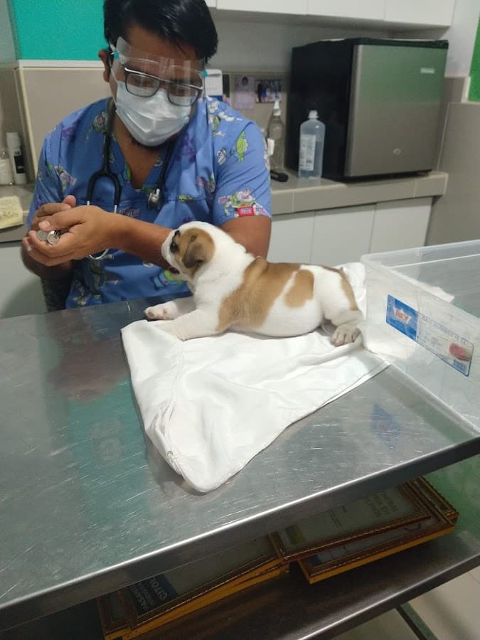 VETERINARIA MASKOVET PIURA