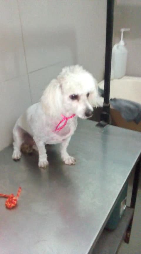VETERINARIA MASKOVET PIURA — foto