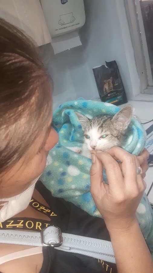 HOSPITAL DE MASCOTAS TERAN - SEDE PAUCARPATA — foto