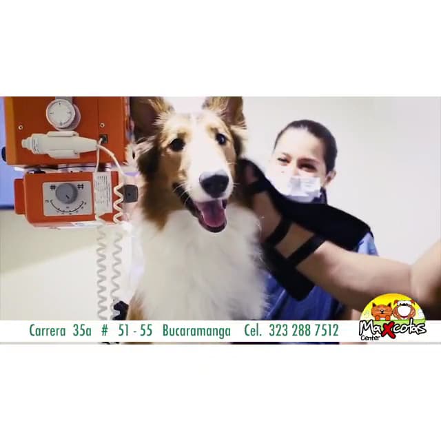 Clínica Veterinaria Maxcotas Center Cabecera 24 Horas — foto