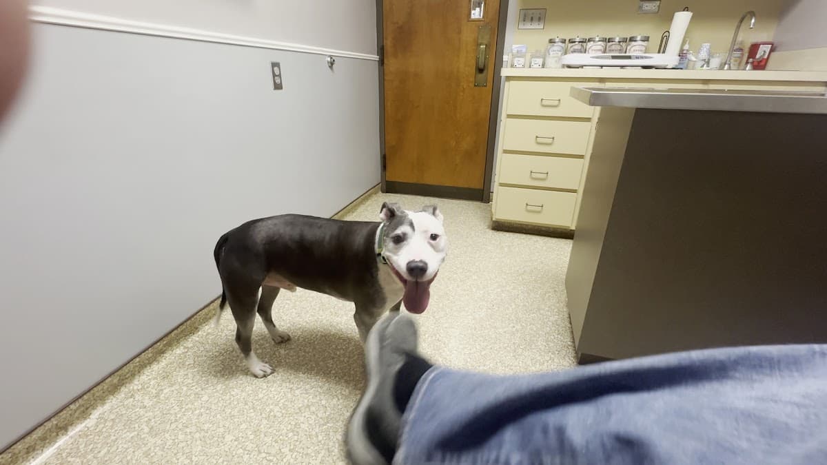 John Young Parkway Animal Hospital — foto