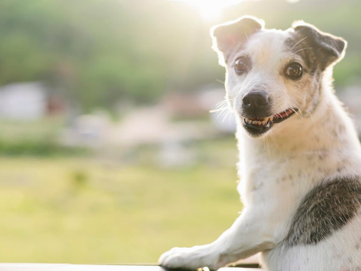 Urgencias Veterinarias 24 Horas — foto