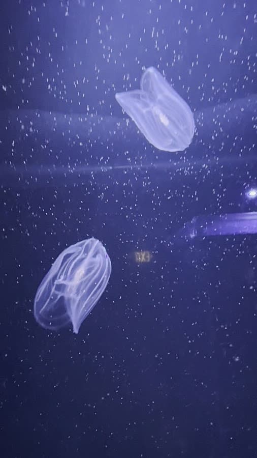 Phillip & Patricia Frost Museum of Science — foto