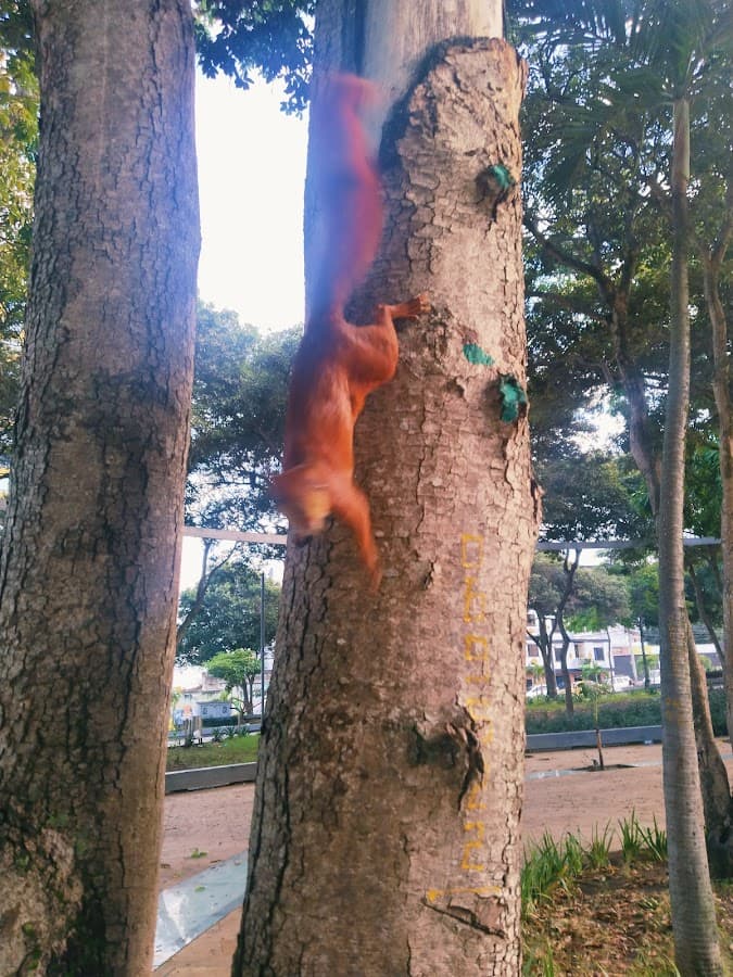 Parque Centenario — foto