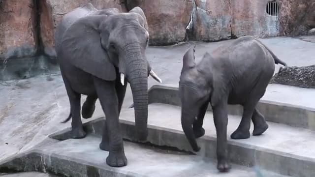 ZooTampa at Lowry Park — foto