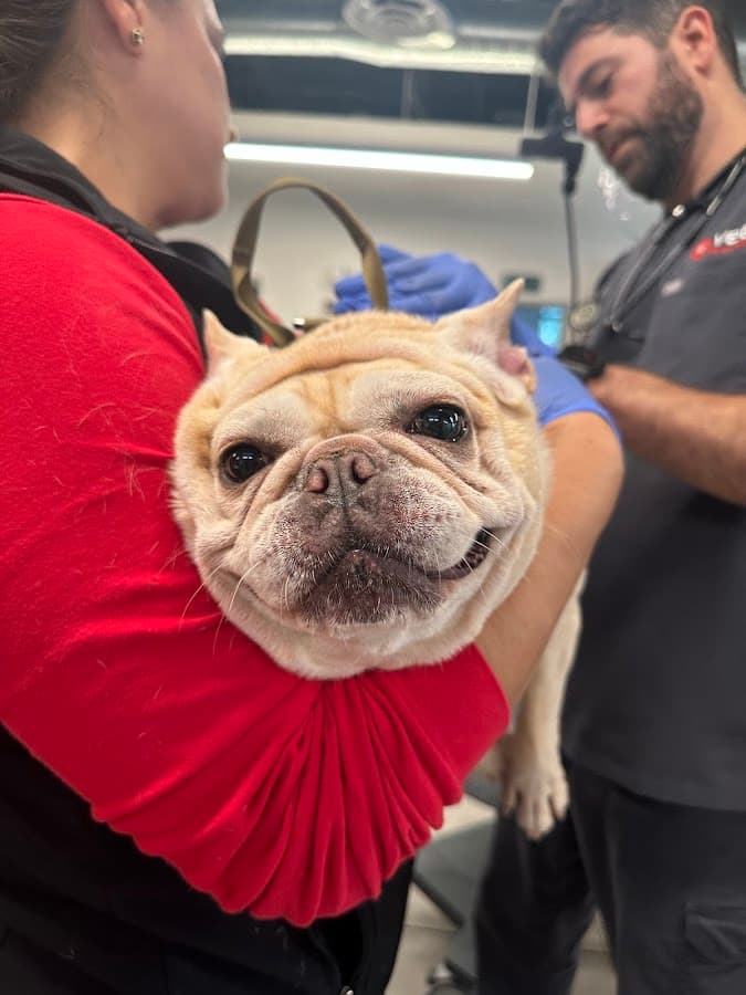 VEG ER for Pets — foto