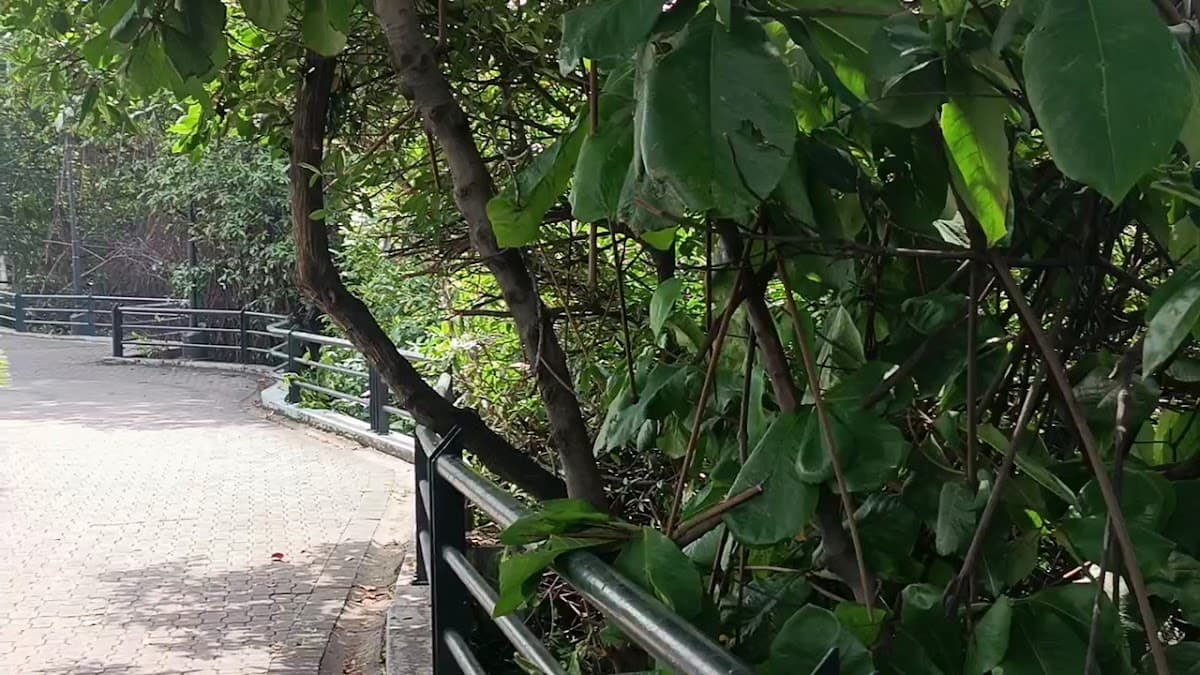 Malecón del Salado — foto
