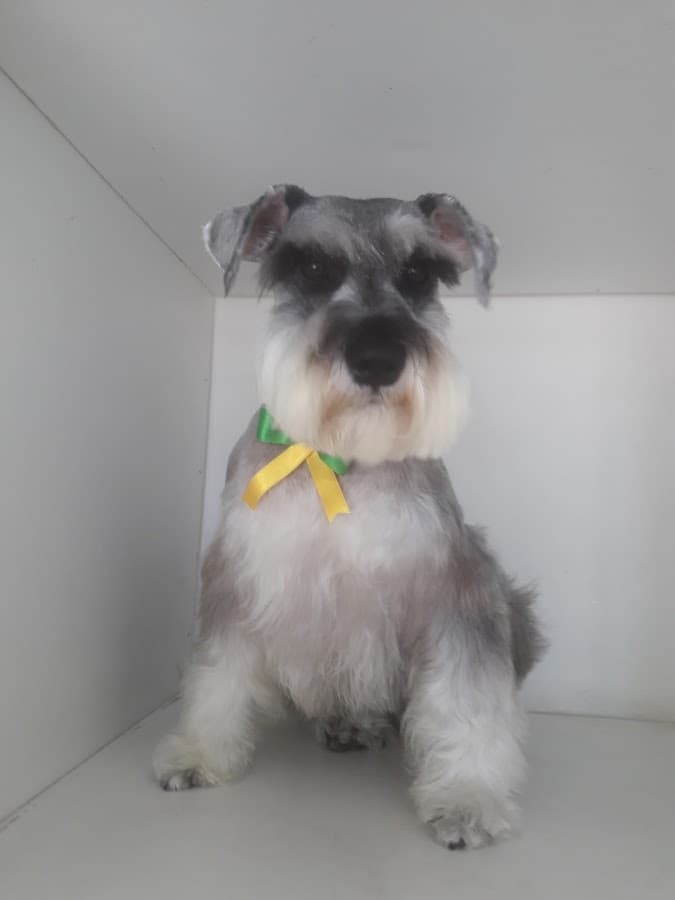 Zoomat Veterinary — foto