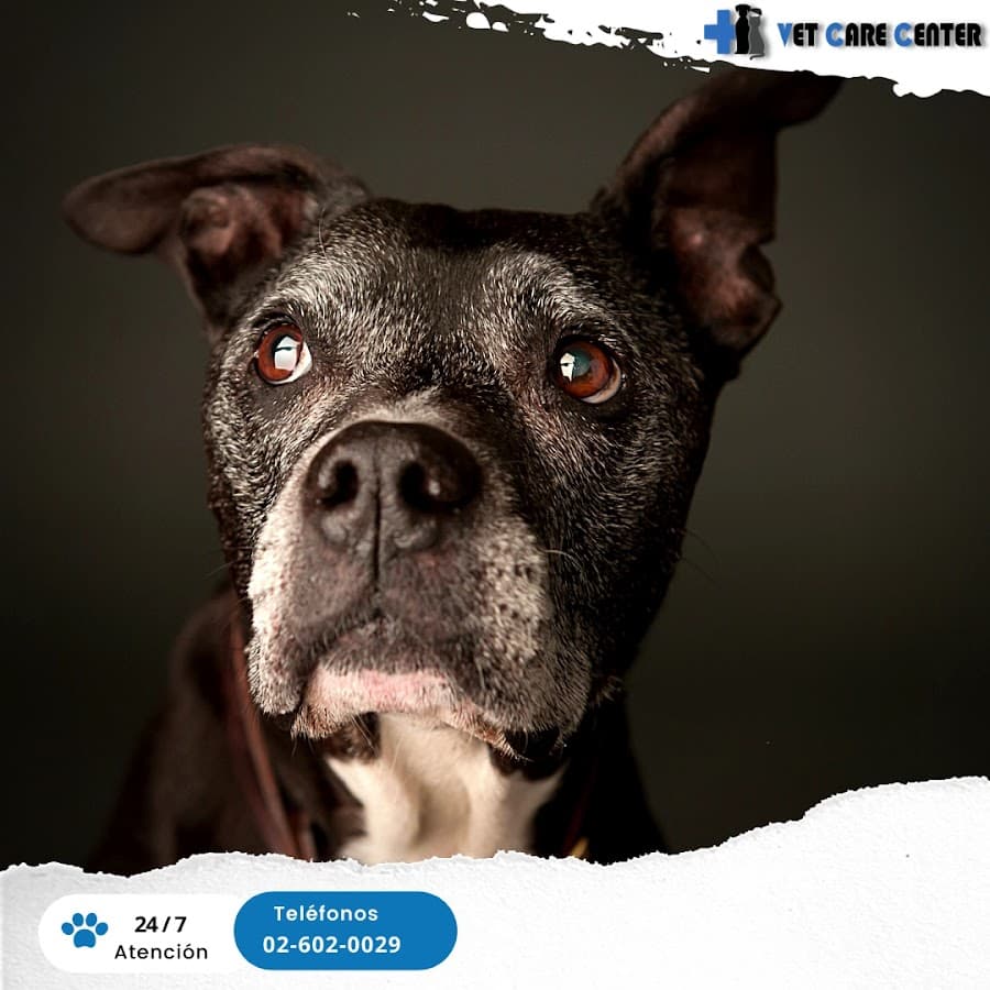 Clínica Veterinaria Vetcarecenter — foto