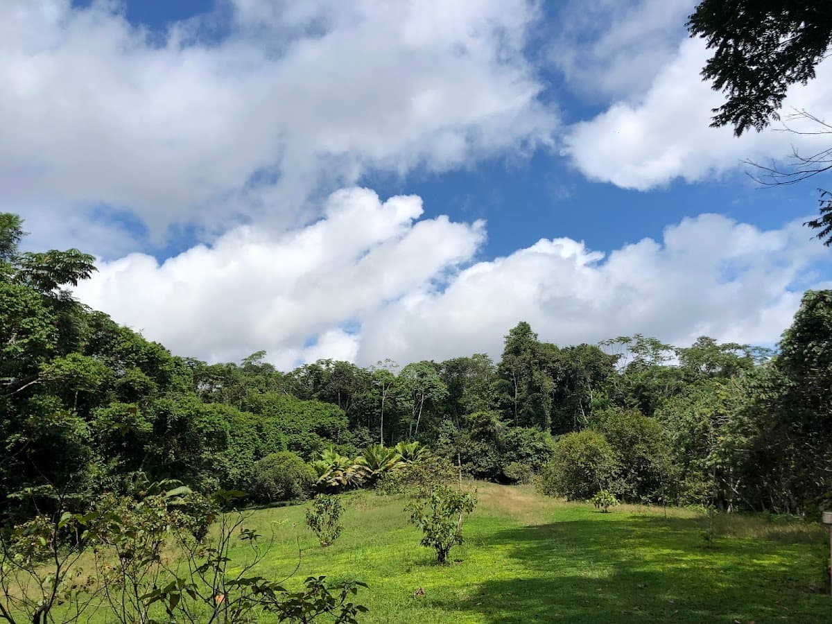 Reserva Nacional Allpahuayo-Mishana — foto