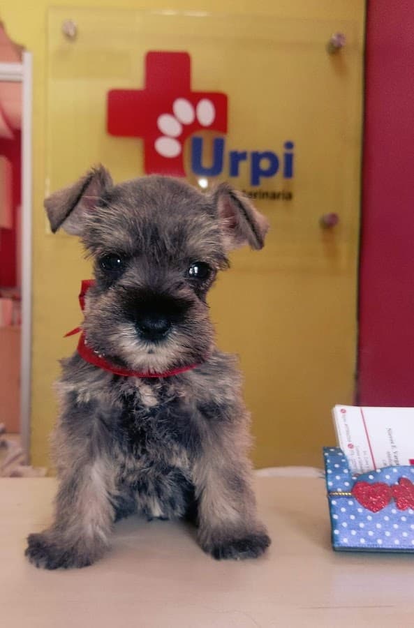 Urpi Clínica Veterinaria — foto