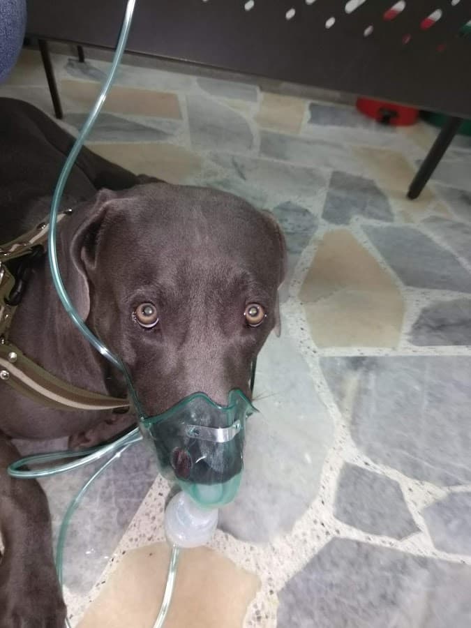Centro Clinico Veterinario Huellitas — foto