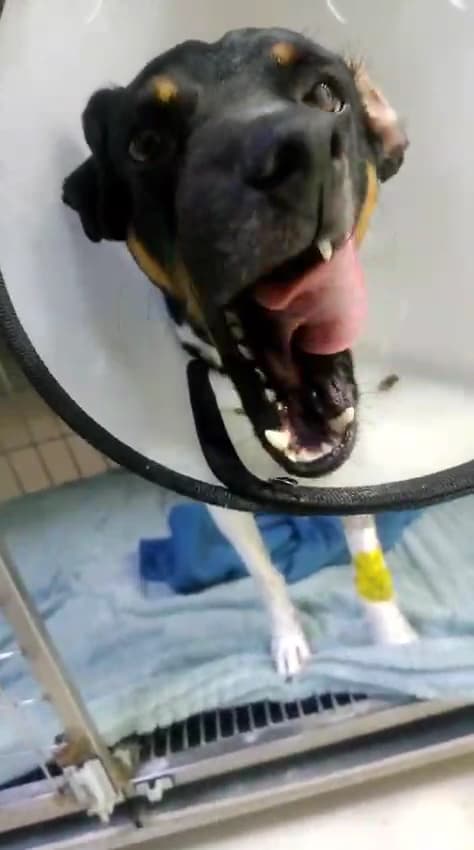 Centro Clinico Veterinario Huellitas — foto