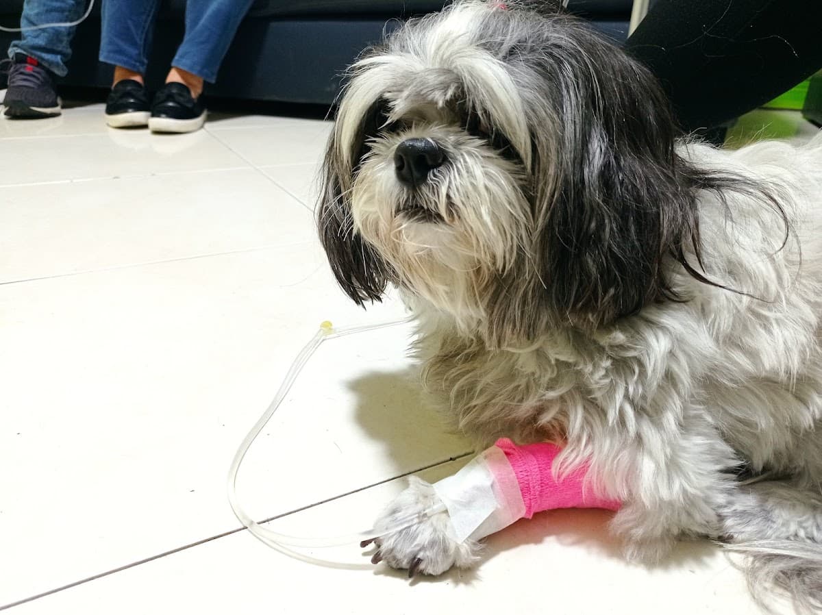 Vital Clínica Veterinaria de Especialistas. — foto