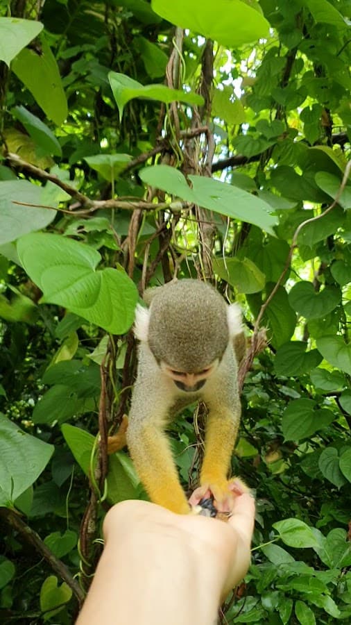 Monkey Jungle — foto