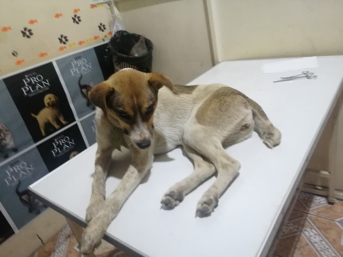 CESAVET VETERINARIA Y EMERGENCIAS — foto