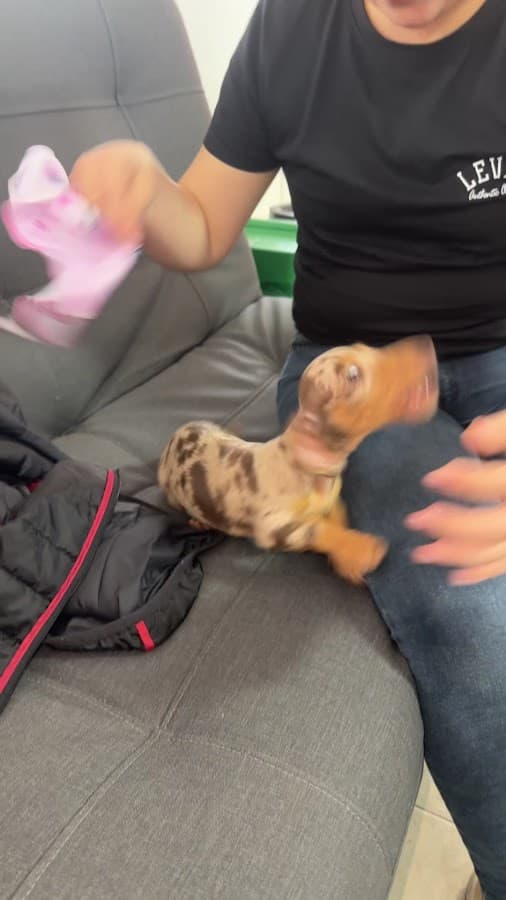 Clínica Veterinaria Los Rosales 24h — foto
