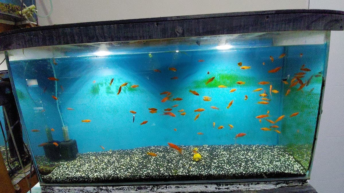 ACUARIO SAN ISIDRO - PIURA — foto