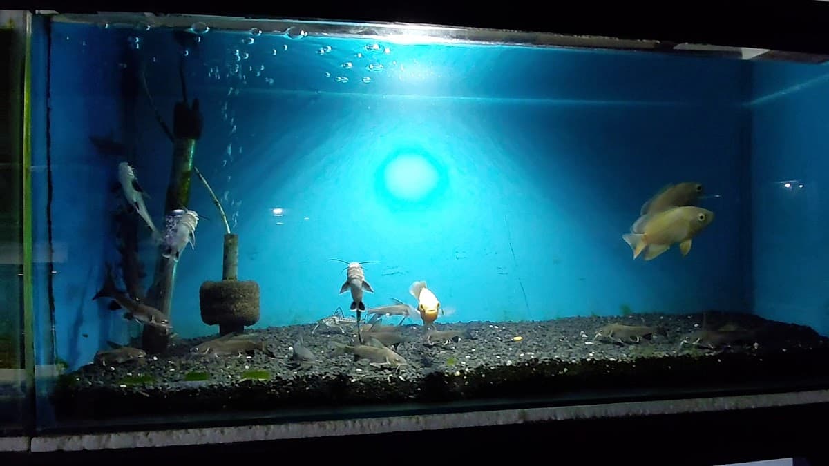 ACUARIO SAN ISIDRO - PIURA — foto