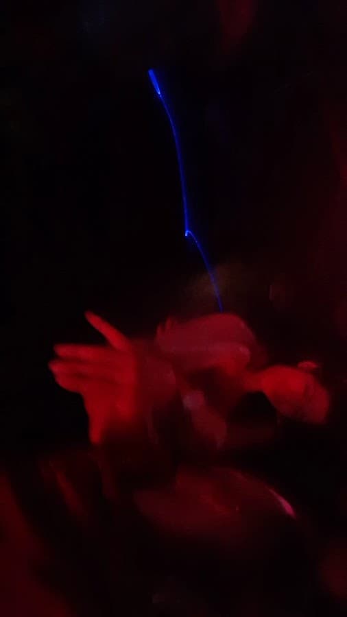 Maroma Bar — foto