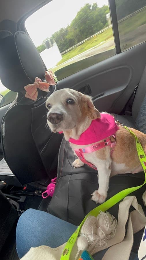 Sabuesos Veterinaria — foto