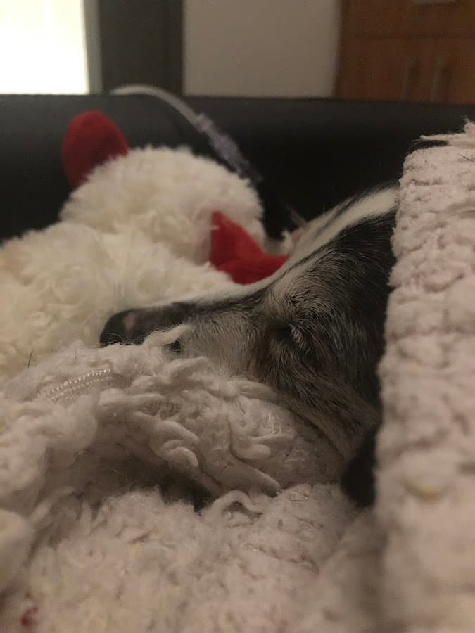 VEG ER for Pets — foto