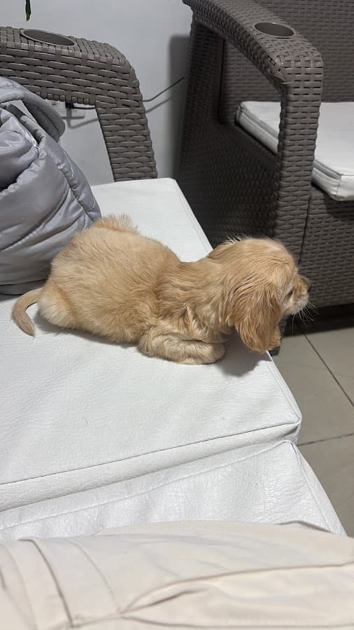 Veterinaria Servivet 24 Horas — foto